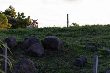 bull in the pasture at dawn