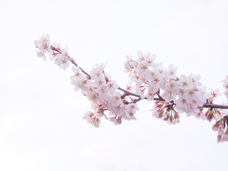 満開の桜（白背景）