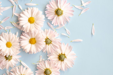 A lot of daisies with petals on a blue background.