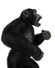 chimpanzee in a white background