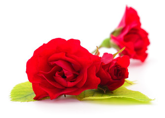 Red beautiful roses isolated on white background.