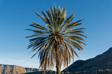 PALMS. Palm tree against blue sky. Green palm leaves