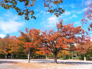 Naklejka premium 冬の公園風景