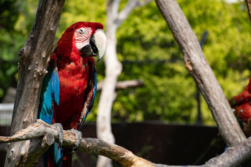 カラフルなインコ