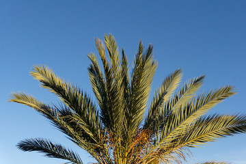 PALMS. Palm tree against blue sky. Green palm leaves