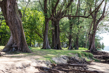 Trees in Sirinat National Park. Sunny day 21 December 2018