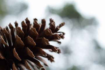 Naklejka na ściany i meble natural pine cones