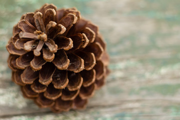 natural pine cones