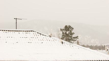 two cats converged on the roof