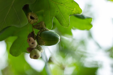 acorn on branch with leaves