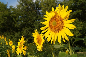 sunflower field of sunflowers