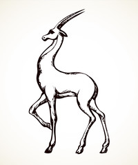 Antelope. Vector drawing