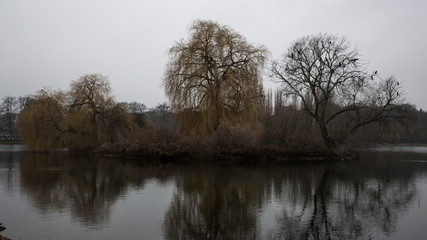 Trees in the park with birds in Malmö