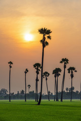 Sugar palm trees and rice field at sunrise