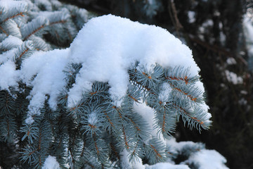 snow-covered blue spruce