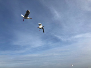 flock of seagulls flying in the sky