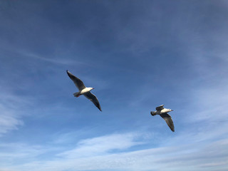 two seagulls flying in the blue sky