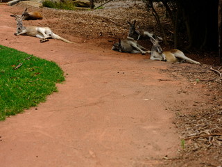 sleeping Kangaroo