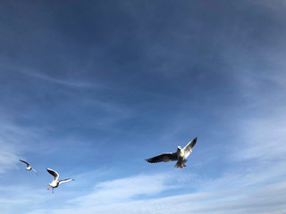 flock of seagulls flying in the sky