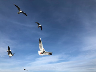 flock of seagulls flying in the sky