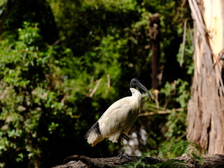 great blue heron in a tree
