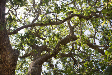 Upward Shot of Woody Plant with Trunks and Branches Bending. Groves Forming an Art Sculpture. Sun Shining on Big Tree with Dry Scaly Barks and Green Leaves