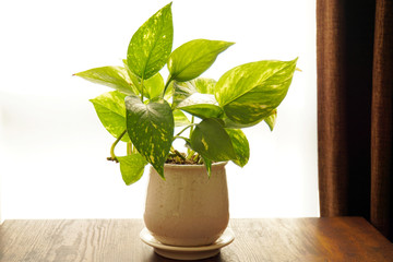 ポトス　観葉植物