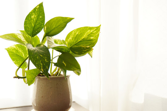 ポトス　観葉植物