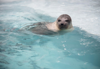Sea lion swiming.