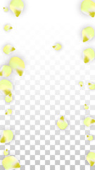 Vector Realistic Pink Petals Falling on Transparent Background.  Spring Romantic Flowers Illustration. Flying Petals. Sakura Spa Design. Blossom Confetti.
