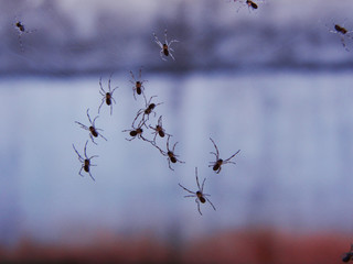 Group of tiny spider on their web
