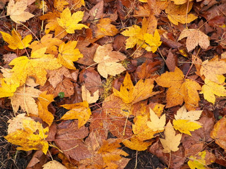 Naklejka na ściany i meble Yellow autumnal leaves as nature background.