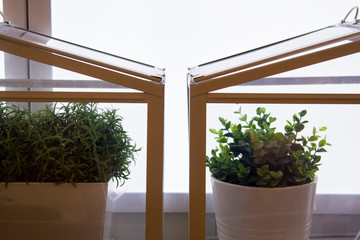 Fototapeta na wymiar Indoor green plant
