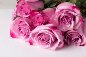 bouquet of pink roses close up on a white background and place for text.