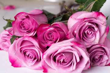 bouquet of pink roses close-up on a white background.