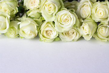 White roses on a white background and place for text close up..