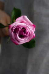 pink rose in the hands on a gray background close-up.