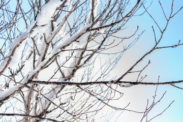 Fototapeta na wymiar 枝に積もった雪