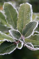 Frost on bay bush leaves in winter. Laurus nobilis in the garden
