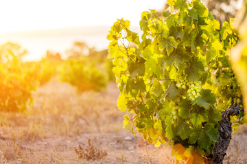 Grape harvest season - the tradition of winemakers