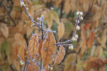 Frost on flowering Chimonanthus praecox or Calycanthus in the garden. Wintersweet bush with blossom...