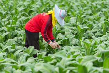 Farmers are checking the integrity of tobacco leaves.