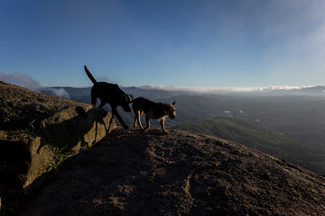 Dogs in the nature