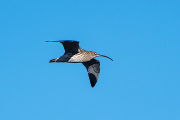 Eurasian Curlew, Curlew, Numenius arquata
