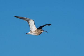 Eurasian Curlew, Curlew, Numenius arquata