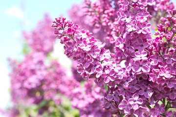 spring branch of blossoming lilacs against blue sky background, selective focus