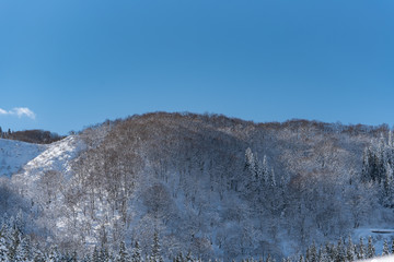 冬の里山　快晴