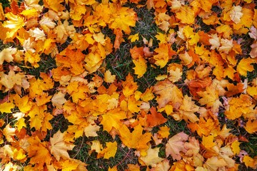 autumn leaves background