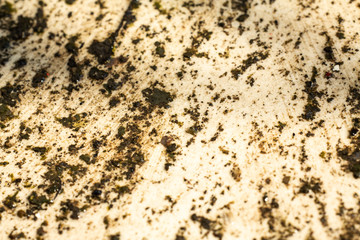 Lichens, Moss on wet white floor, Close up & Macro shot, Selective focus