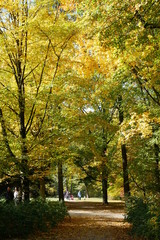 Naklejka premium autumn in the park